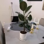 Rubber plant small