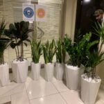 Office Plants Air Purifying Plants (7pcs) Bundle WOW