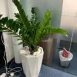 ZZ plant Big