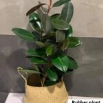 Rubber Plant in Basket
