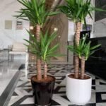 Office plants Big Yucca each