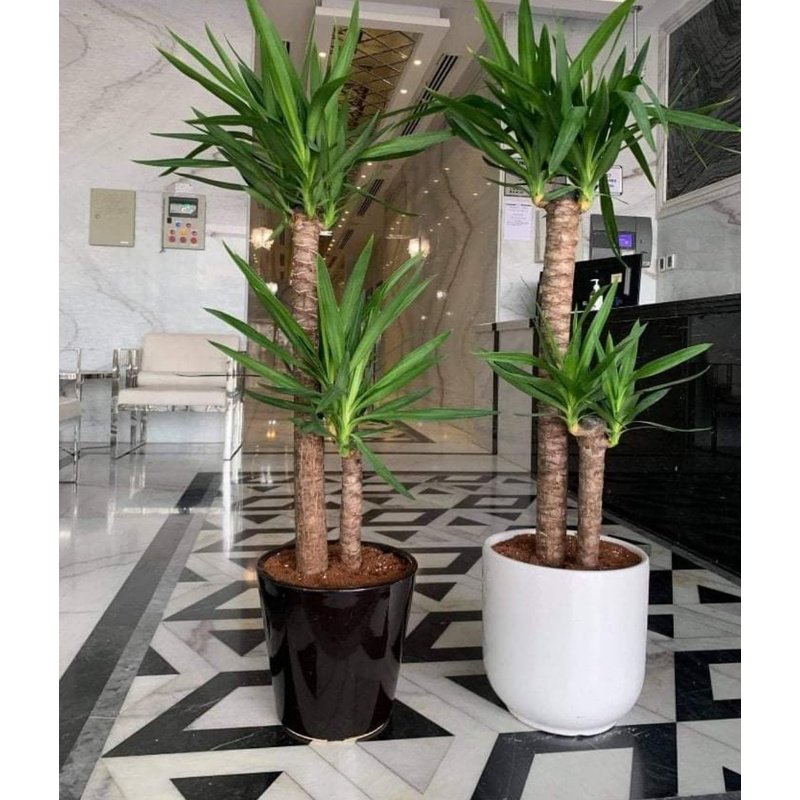 WhatsAppImage2021-08-24at10.33.33PM.jpg Office plants Big Yucca each - Image 1