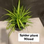 Spider plant