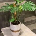 Big Monstera