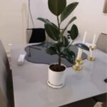 Rubber Table Plant
