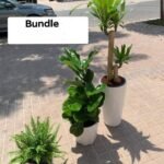 Indoor Plants Budget combo (3pc)