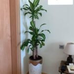 Fortune Plant
