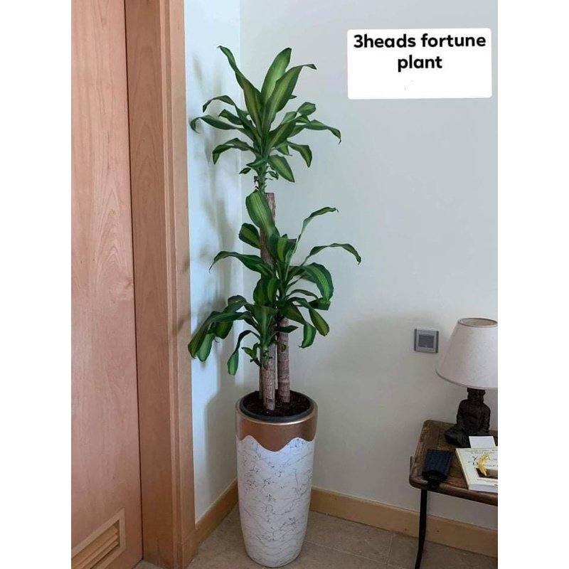 WhatsAppImage2021-08-24at10.34.14PM.jpg Fortune Plant - Image 1