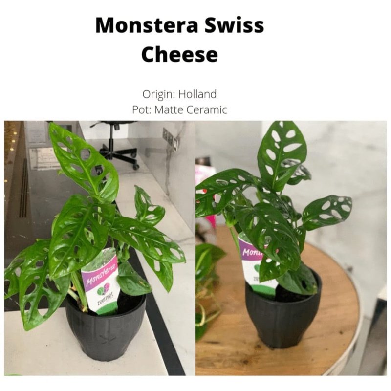 WhatsAppImage2021-08-24at10.34.17PM.jpg Monstera swiss cheese - Image 1