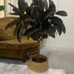 Rubber plant Big Head