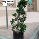 Bonsai Big