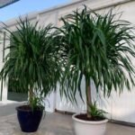 Office Plant Yukka  Big Head each