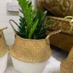 ZZ Plant in woven basket