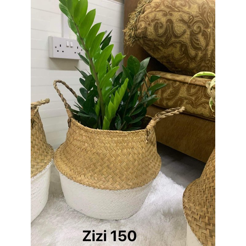 WhatsAppImage2021-08-24at10.39.24PM.jpg ZZ Plant in woven basket - Image 1