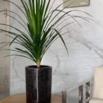 Yucca