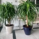 Yucca Big each