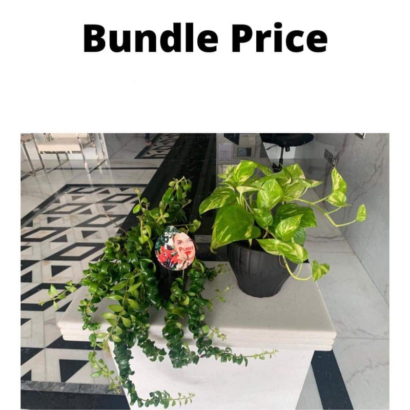 WhatsAppImage2021-08-24at10.39.46PM_1.jpg Hanging Plants Bundle - Image 1