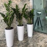 ZZ Plant Small Each