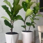 Small Fiddle Plant|100cm