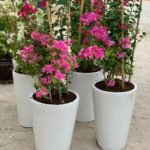 Big Bougainvillea Big in White Pot PROMO