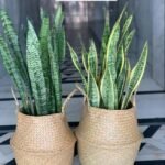 Bundle Snakeplant in woven basket