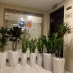 Office Plants BUNDLE OF 7 Promo Best Seller