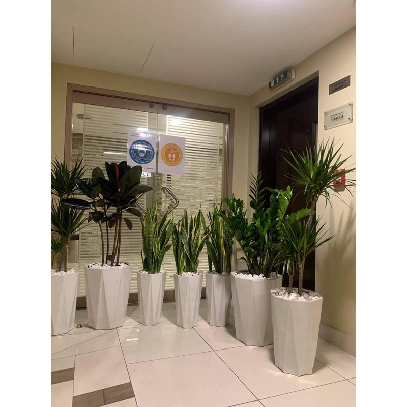 WhatsAppImage2021-08-27at3.34.45PM.jpg Office Plants BUNDLE OF 7 Promo Best Seller - Image 1