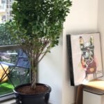 Twisted ficus in clay pot