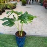 Monstera Small