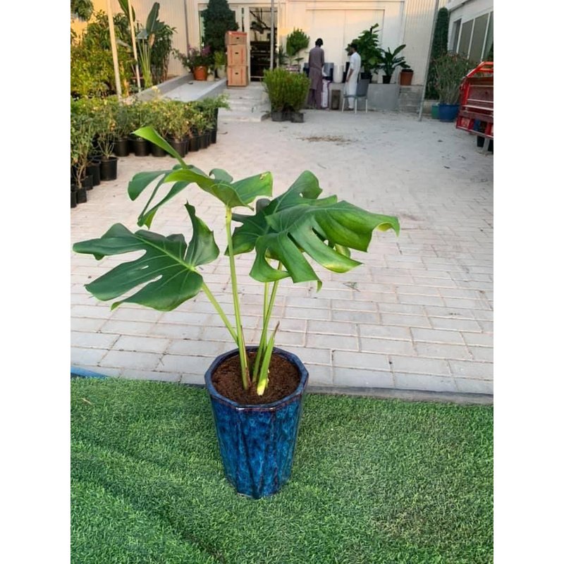 WhatsAppImage2021-08-29at3.59.26PM.jpg Monstera Small - Image 1