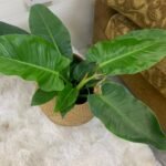 Philodendron