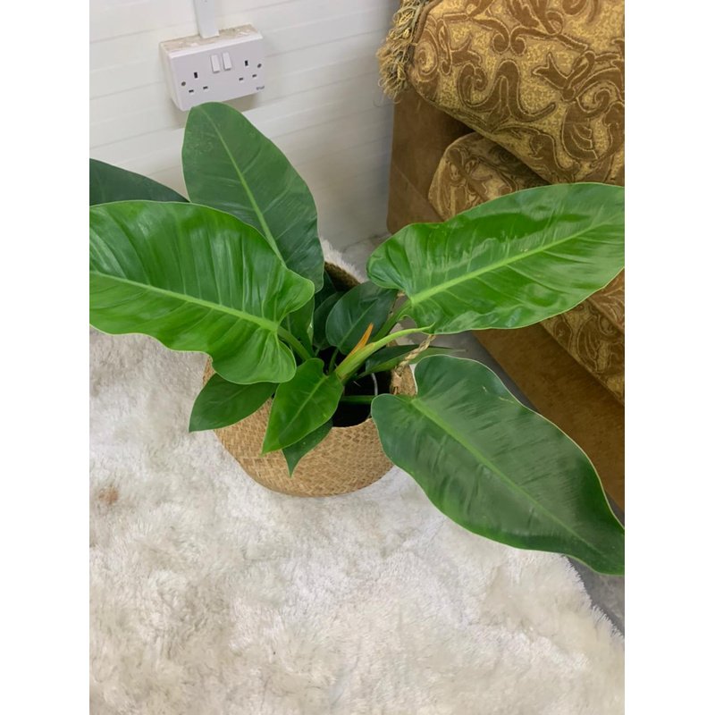 WhatsAppImage2021-08-29at4.05.35PM.jpg Philodendron - Image 1