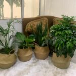 Indoor Plants Budget Combo In Basket NEW