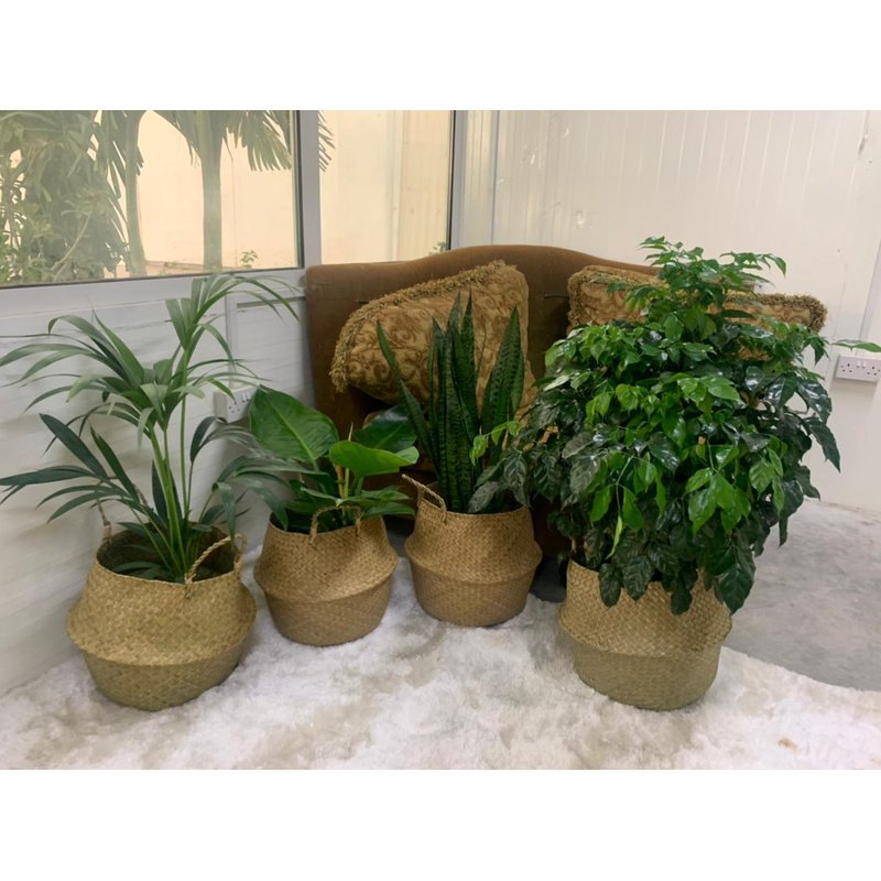 WhatsAppImage2021-08-29at4.05.40PM.jpg Indoor Plants Budget Combo In Basket NEW - Image 1