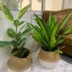 Bedroom Plants Bundle (2pc) in Basket