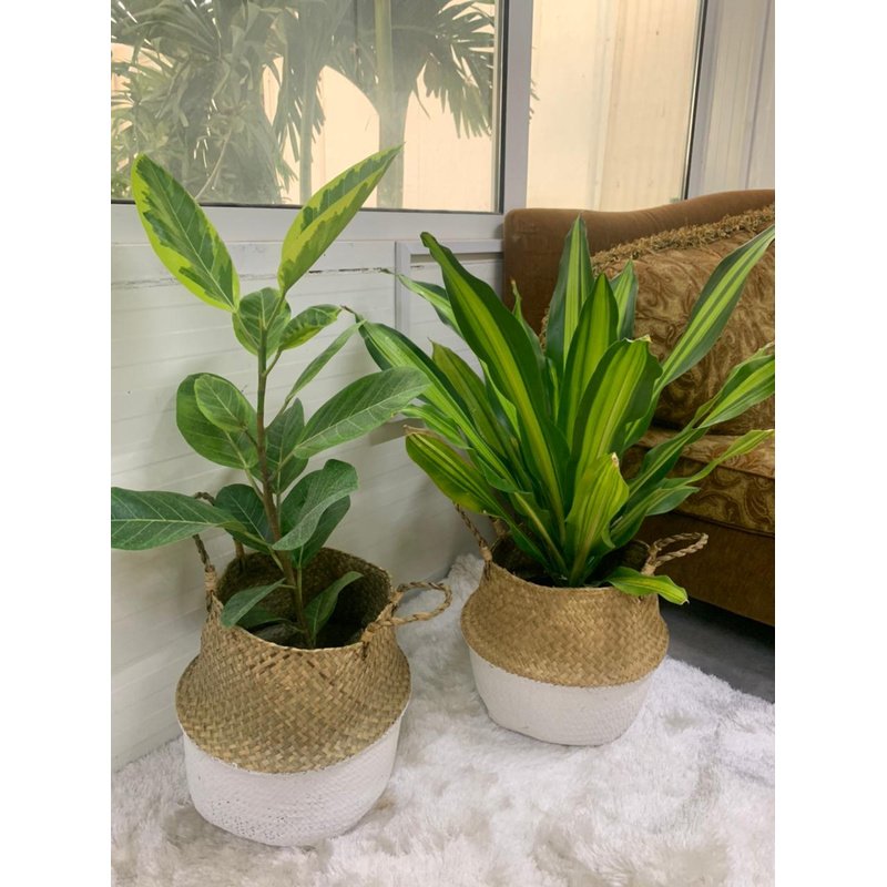 WhatsAppImage2021-08-29at4.05.42PM.jpg Bedroom Plants Bundle (2pc) in Basket - Image 1