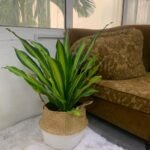 Dracaena