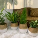 Bedroom Plants Bundle In Basket