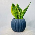 Sansevieria Trifasciata Plant - Snake Plant - Image 12