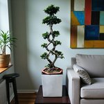 Ficus Bonsai 8 Shaped - Image 2