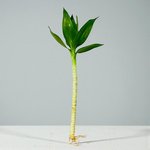 Tiger Lucky Bamboo