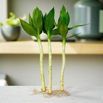 Tiger Lucky Bamboo - Image 2
