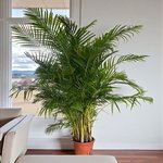 Areca Palm (Chrysalidocarpus Lutescens) - Image 3