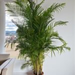 Areca Palm (Chrysalidocarpus Lutescens) - Image 6
