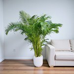 Areca Palm (Chrysalidocarpus Lutescens) - Image 8
