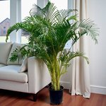 Areca Palm (Chrysalidocarpus Lutescens) - Image 7