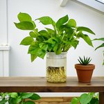 Hydroponic Money Plant