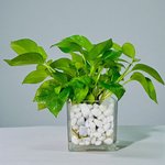 Hydroponic Money Plant - Image 2