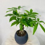Pachira plant - Money Tree - Image 5