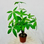Pachira plant - Money Tree - Image 4